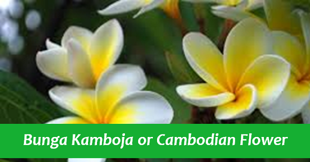 Bunga Kamboja or Cambodian Flower
